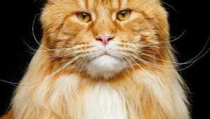 Mačka se uzgaja s velikim ušima i izduženom njuškom